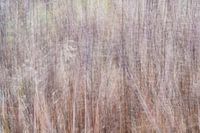 Waving reeds