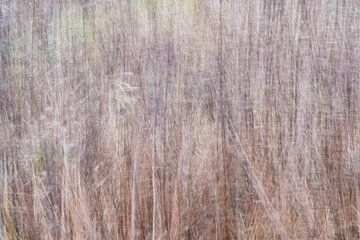 Roseaux ondulants sur Riëtta Veldhuis Fotografie