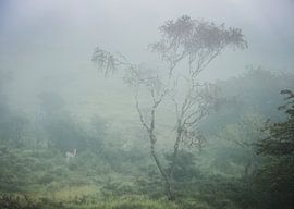 Amsterdamse Waterleiding Duinen van martin slagveld
