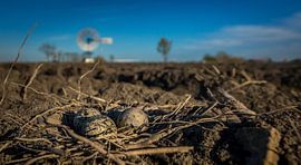 kievit eieren in het nest by piet douma