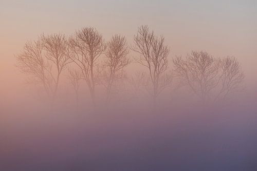 Arbres mystérieux cachés dans la brume rose