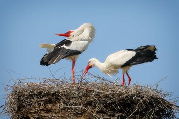 Ooievaars in Nedersaksen | Ooievaars in Nedersaksen