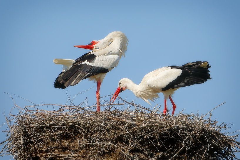 White storks in Lower Saxony | Ooievaars in Nedersaksen by Dieter Ludorf