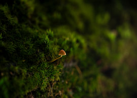 The lone traveller by Sander van der Veen