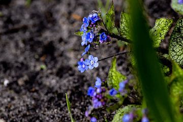 Paarse bloemetjes
