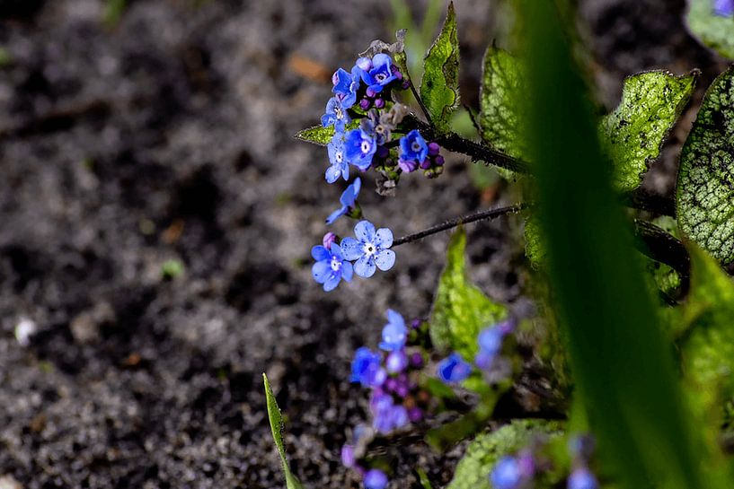 Purple flowers by Melany Lampe