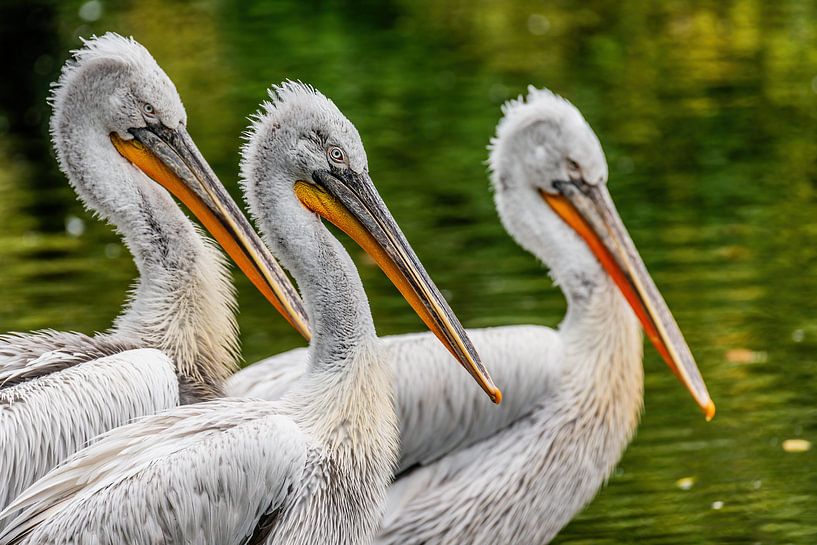 The Dalmatian Pelican - Pelecanus crispus by Rob Smit