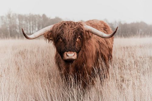 Scottish highlander on the Scharreveld