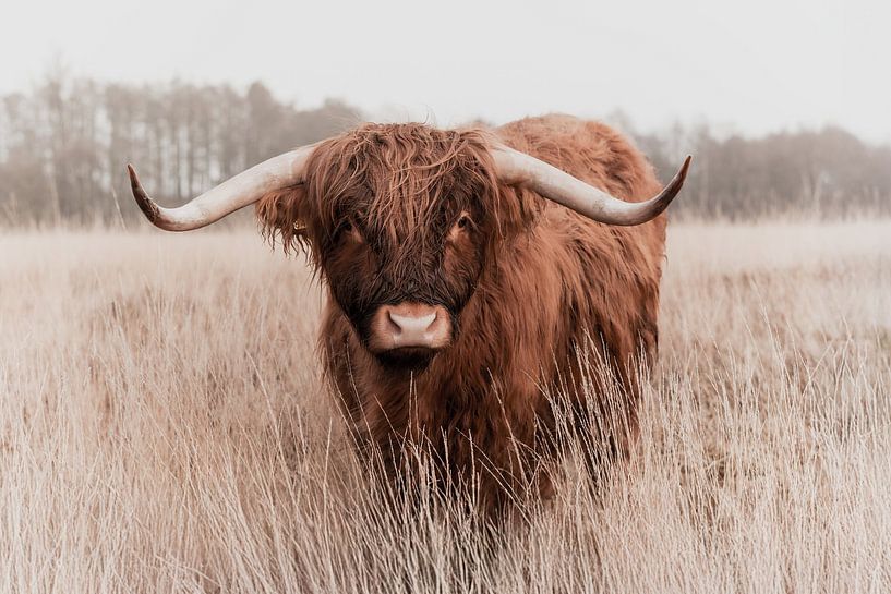 Scottish highlander on the Scharreveld by KB Design & Photography (Karen Brouwer)
