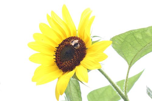 Sonnenblume im Licht
