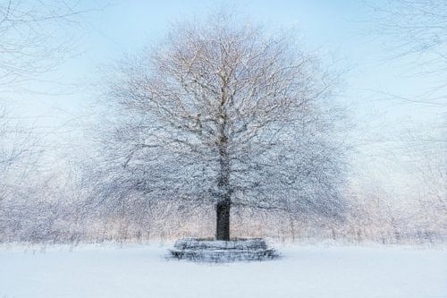 White world around 'Lone oak tree' in Amerongen