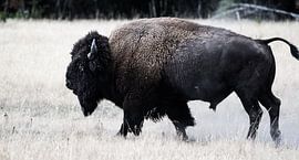 Lonesome Bison von Rutger-Jan Cleiren