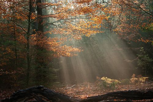 Speulderbos lever du soleil