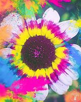 Summer of 2025 Colours