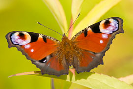 A bright peacock butterfly on some leaves by Frederic Bauer