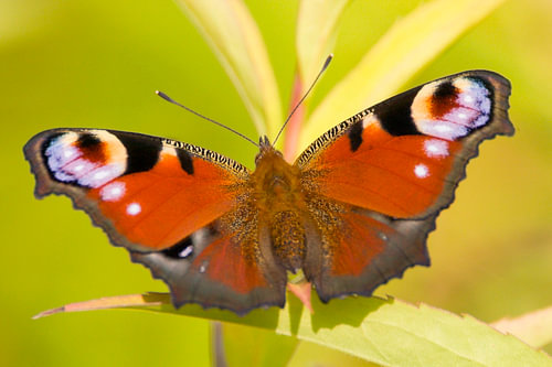 Un paon du jour aux couleurs chatoyantes posé sur des feuilles