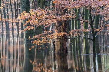 Forêt d'automne inondée sur la Veluwe ! sur Peter Haastrecht, van