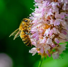 Bee Happy by Bart Hoitink