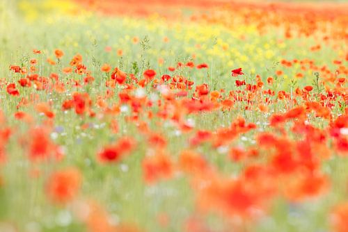 Colourful summer field