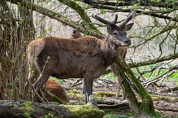 The Red Deer by Merijn Loch