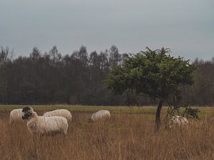 heide schapen van snippephotography