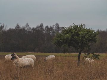 heather sheep by snippephotography