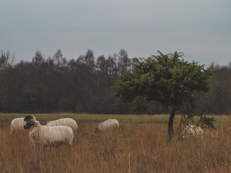 heide schapen van snippefotografie
