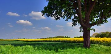Arbre avec champ de colza