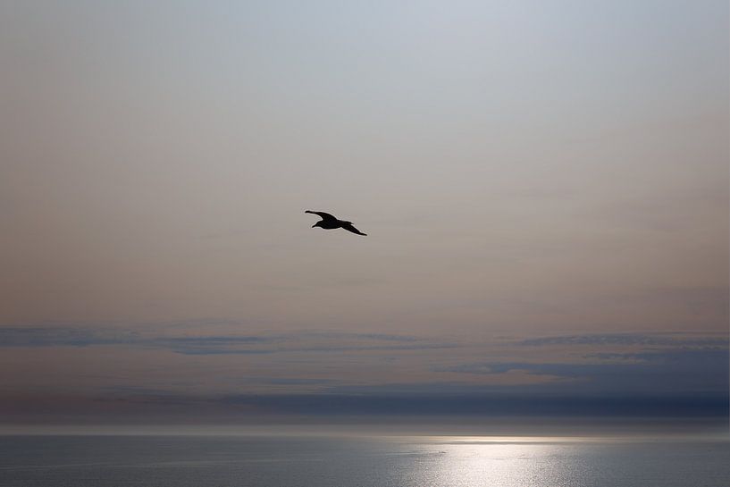 Möwe am Meer von Esther Maria