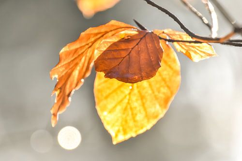 Beukenblad in het herfst zonnetje