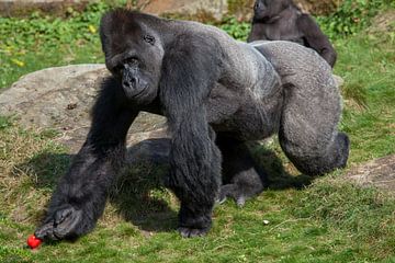 Mannelijke Gorilla die stuk fruit pakt