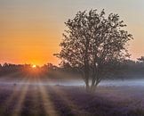 Sonnenaufgang, die Hoorneboegse Heide von Anthony Trabano Miniaturansicht