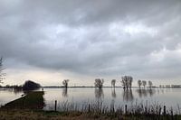 Paysage avec des arbres dans une prairie inondée