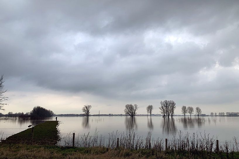 Landschap met bomen in het overgelopen weiland van Edith Wijte