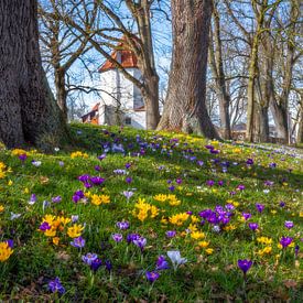 Krokusbloemen op de stadsmuur in Schrobenhausen van ManfredFotos