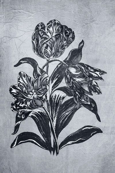 Tulp in Zwart-wit. van Alie Ekkelenkamp