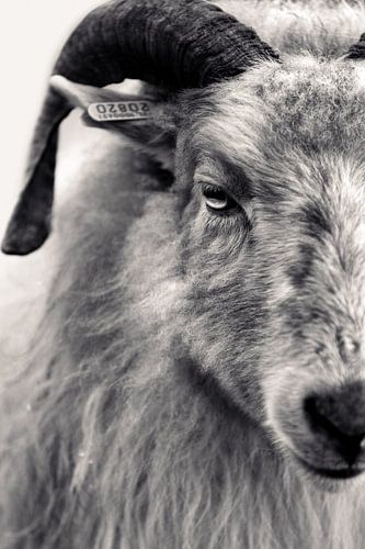 Portrait sheep - black and white