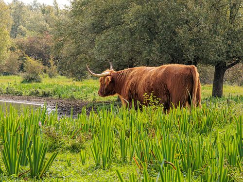 Rustige wachter van het landschap