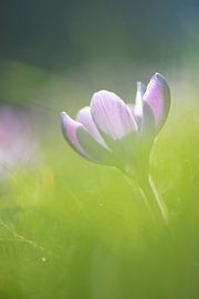 Krokus
