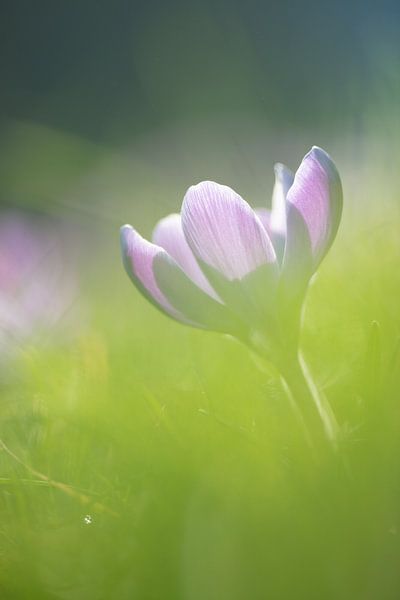 Krokus van Kim Meijer