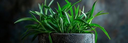 Pot met planten