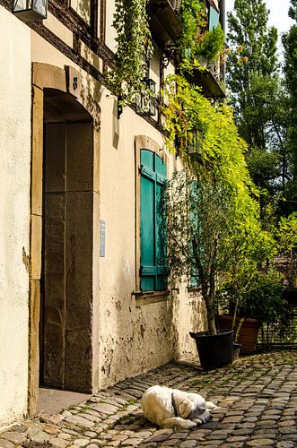Slapende hond voor een vakwerkhuis in de leerlooierswijk Straatsburg Frankrijk