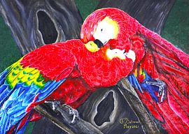 Amoureux de l'ara écarlate