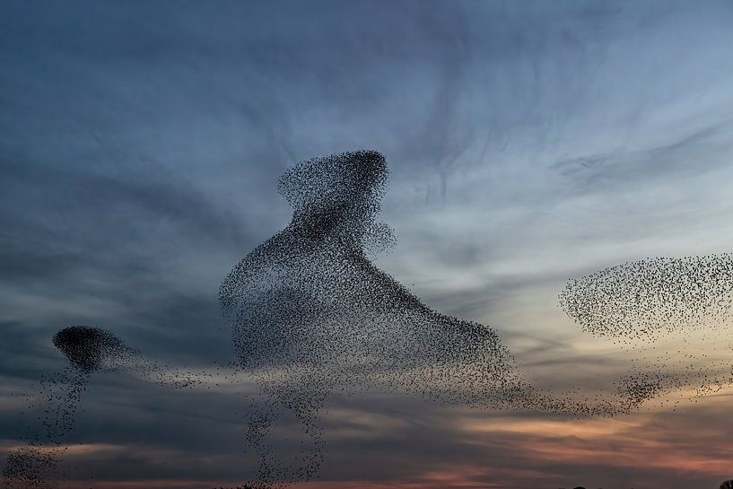 Starling swarm by Henk Bogaard