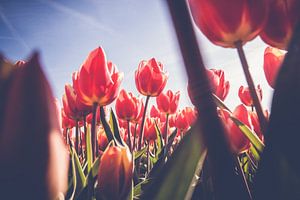Blick durch das Feld mit roten Tulpen