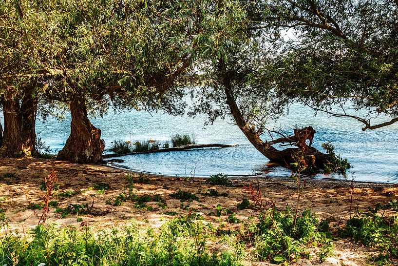Tongplaat beach - Dordtse Biesbosch by Lizanne van Spanje