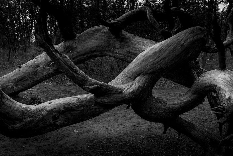 Vergroeide boom in Zuid-kennemerland van Rob Baken