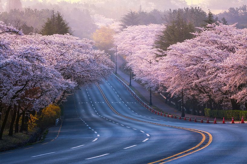 Kirschblüten von Tiger Seo
