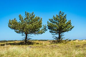 Landscape with dune and trees sur Rico Ködder