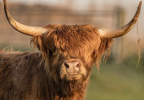 jonge hooglander kop